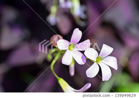 Oxalis Trian Grus Oxalis Trian Grus 139849629