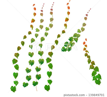 Watercolor-style hand-drawn illustration of ivy beginning to change color. Watercolor-style hand-drawn illustration of ivy beginning to change color. 139849701