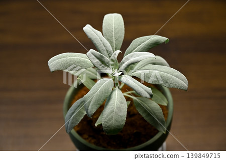 White sage White sage 139849715