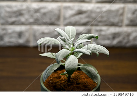 White sage White sage 139849716