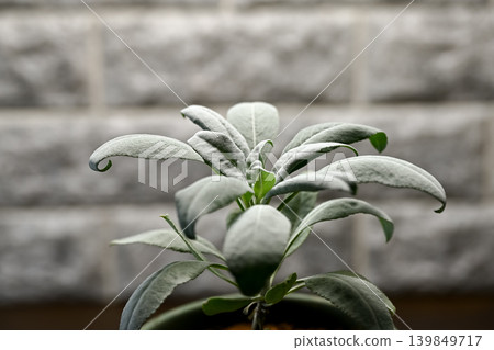 White sage White sage 139849717