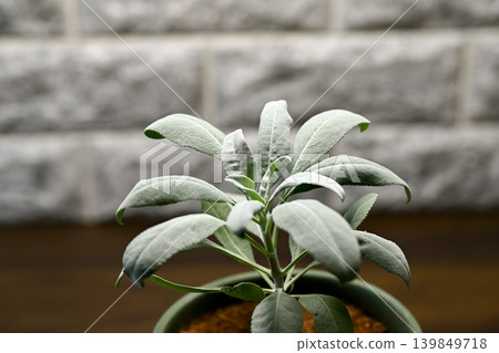 白色鼠尾草 白色鼠尾草 139849718