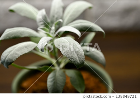 白色鼠尾草 白色鼠尾草 139849721