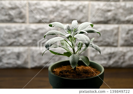 白色鼠尾草 白色鼠尾草 139849722