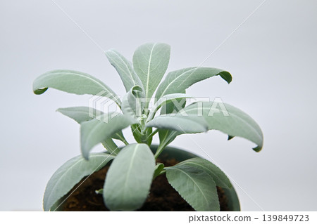 白色鼠尾草 白色鼠尾草 139849723
