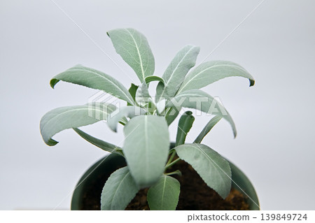 White sage White sage 139849724