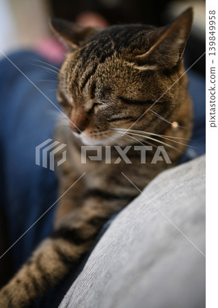 Cat on knees Cat on knees 139849958