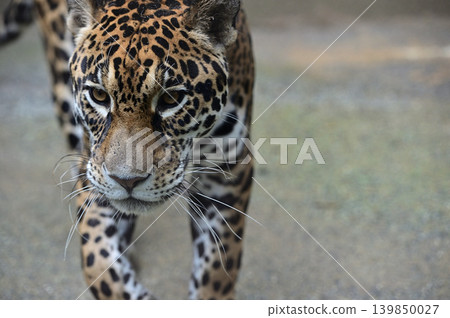 A majestic jaguar walks while staring at us. A majestic jaguar walks while staring at us. 139850027