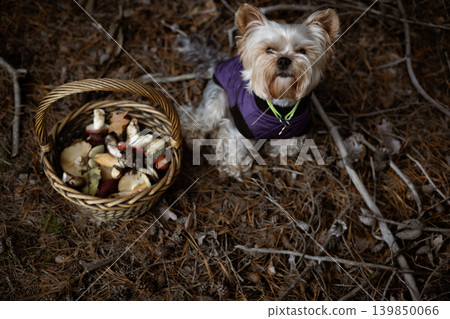 Dressed up Yorkshire Terrier with a basket of mushrooms on a forest floor. A cute Yorkie doggy sits next to a basket of freshly picked mushrooms in a woodland setting. Cute friendly doggy looking up. Dressed up Yorkshire Terrier with a basket of mushrooms on a forest floor. A cute Yorkie doggy sits next to a basket of freshly picked mushrooms in a woodland setting. Cute friendly doggy looking up. 139850066