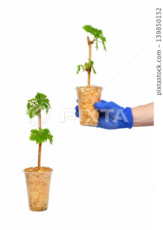 hand in a blue glove holds a grape seedling isolated on a white background hand in a blue glove holds a grape seedling isolated on a white background 139850152