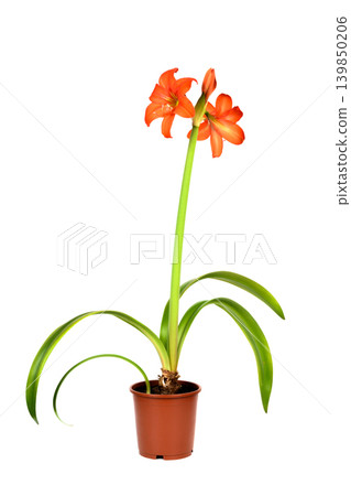 beautiful hippeastrum flower in a pot isolated on a white background beautiful hippeastrum flower in a pot isolated on a white background 139850206