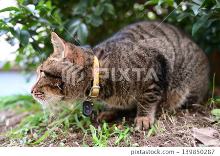 Pheasant cat on a dead grass Pheasant cat on a dead grass 139850287