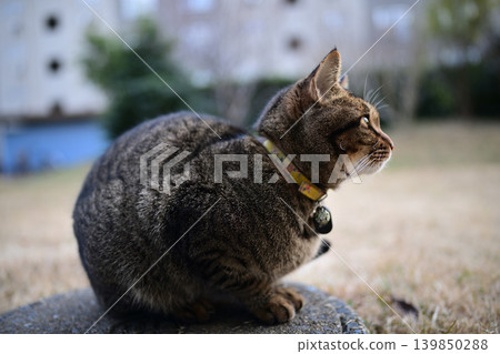 Pheasant cat on a dead grass Pheasant cat on a dead grass 139850288