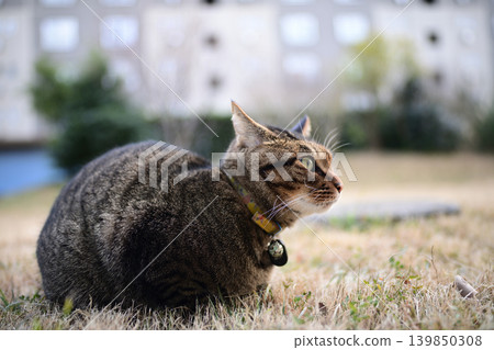 Pheasant cat on a dead grass Pheasant cat on a dead grass 139850308