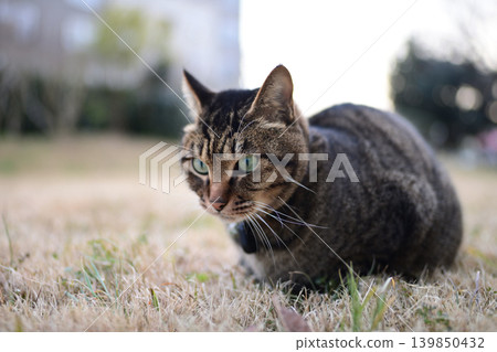 Pheasant cat on a dead grass Pheasant cat on a dead grass 139850432