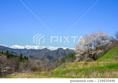 The Hakuba Three Peaks of the Northern Alps and cherry blossoms [Photographed from a certain location in Nagano City] 139850446