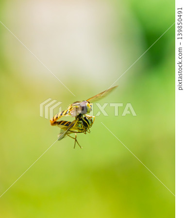 Hoverflies mating in mid-air (background blurred) Hoverflies mating in mid-air (background blurred) 139850491