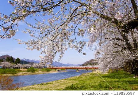 Cherry blossom trees along the Hinokinai River in Kakunodate, Akita Prefecture Cherry blossom trees along the Hinokinai River in Kakunodate, Akita Prefecture 139850597