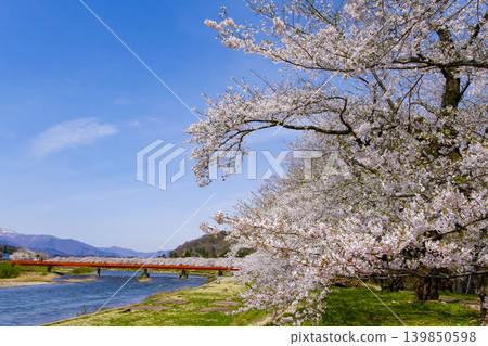 Cherry blossom trees along the Hinokinai River in Kakunodate, Akita Prefecture Cherry blossom trees along the Hinokinai River in Kakunodate, Akita Prefecture 139850598