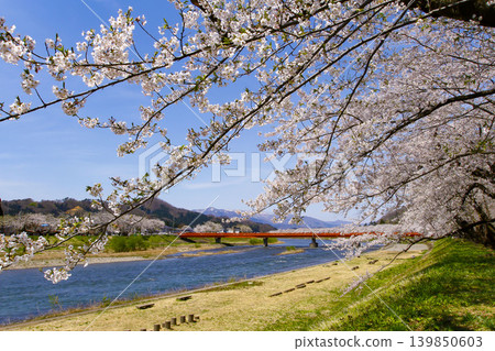 秋田縣角館市檜內川沿岸的櫻花樹 秋田縣角館市檜內川沿岸的櫻花樹 139850603