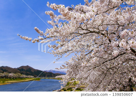 秋田縣角館市檜內川沿岸的櫻花樹 秋田縣角館市檜內川沿岸的櫻花樹 139850607