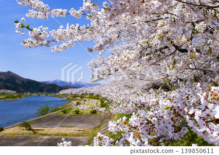 Cherry blossom trees along the Hinokinai River in Kakunodate, Akita Prefecture 139850611