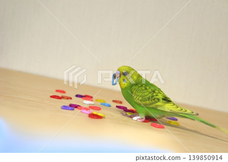 Melon is a curious budgie girl. Melon is a curious budgie girl. 139850914