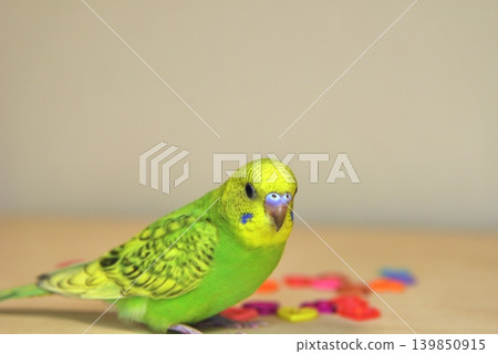 Melon is a curious budgie girl. Melon is a curious budgie girl. 139850915