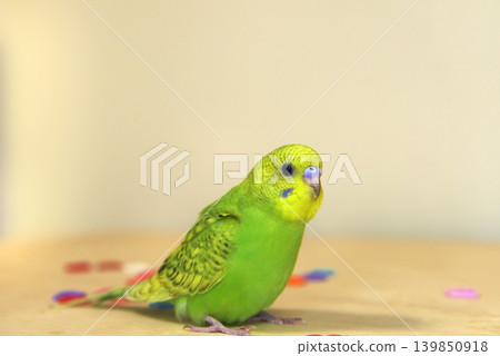 Melon is a curious budgie girl. 139850918