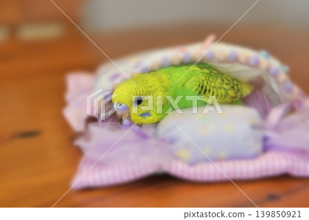 Melon是個好奇心很強的虎皮鸚鵡女孩。 Melon是個好奇心很強的虎皮鸚鵡女孩。 139850921