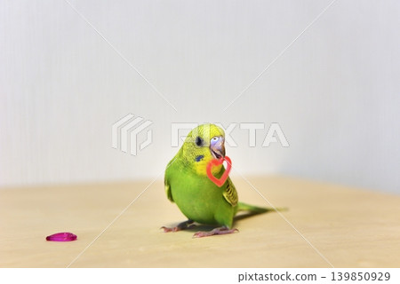 Melon is a curious budgie girl. 139850929