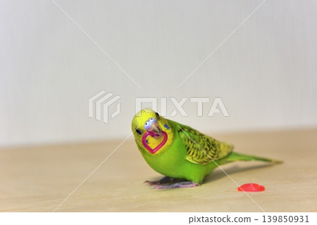 Melon is a curious budgie girl. Melon is a curious budgie girl. 139850931