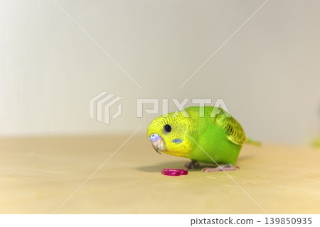 Melon is a curious budgie girl. Melon is a curious budgie girl. 139850935