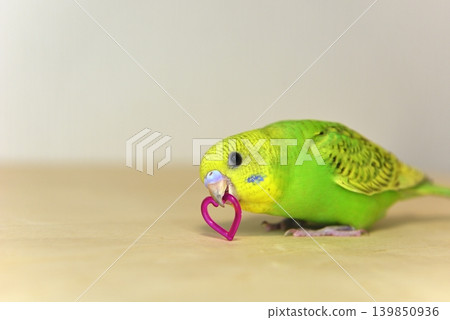 Melon is a curious budgie girl. 139850936