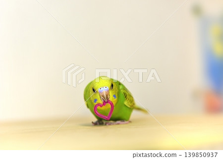 Melon是個好奇心很強的虎皮鸚鵡女孩。 Melon是個好奇心很強的虎皮鸚鵡女孩。 139850937