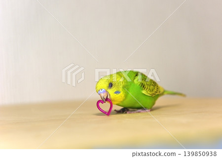 Melon is a curious budgie girl. Melon is a curious budgie girl. 139850938
