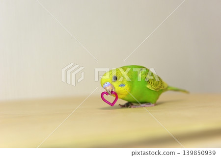 Melon is a curious budgie girl. Melon is a curious budgie girl. 139850939