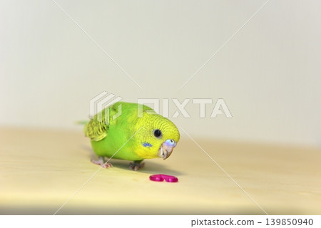 Melon is a curious budgie girl. Melon is a curious budgie girl. 139850940