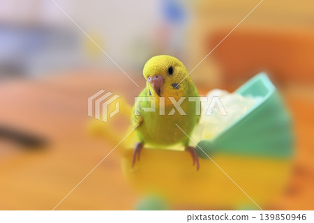 Melon is a curious budgie girl. 139850946