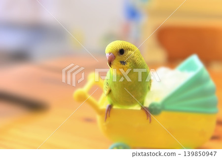 Melon is a curious budgie girl. Melon is a curious budgie girl. 139850947