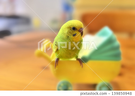 Melon is a curious budgie girl. Melon is a curious budgie girl. 139850948