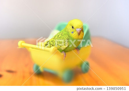Melon is a curious budgie girl. Melon is a curious budgie girl. 139850951