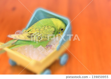 Melon is a curious budgie girl. 139850955