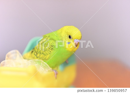 Melon is a curious budgie girl. Melon is a curious budgie girl. 139850957