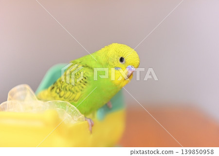 Melon is a curious budgie girl. Melon is a curious budgie girl. 139850958