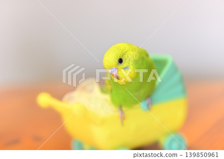 Melon is a curious budgie girl. Melon is a curious budgie girl. 139850961