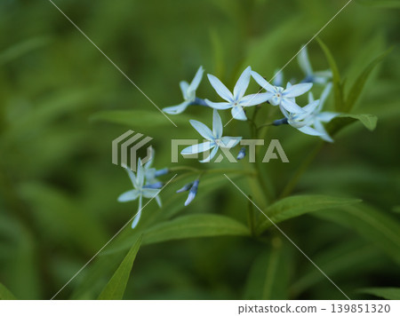 The beautiful blue clove flowers that bloomed in May. 139851320