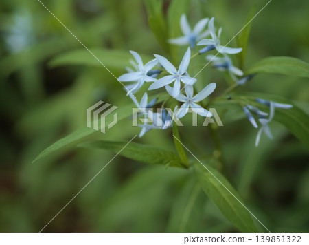 The beautiful blue clove flowers that bloomed in May. 139851322