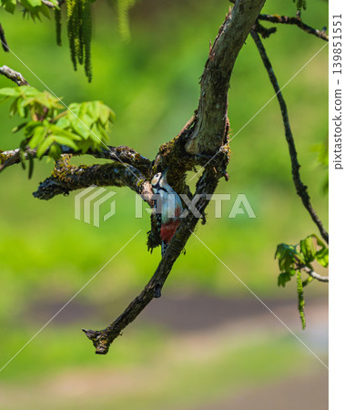 A female Great Spotted Woodpecker foraging for food on a branch: A natural bird scene. 139851551
