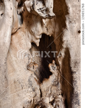 Detailed view of layered tree bark with natural decay elements Detailed view of layered tree bark with natural decay elements 139851768